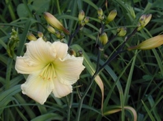 From Darkness Comes Light